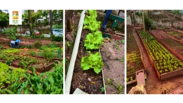 Horta Urbana Associação Povo em Ação | Capão Redondo | RP-UPSR-0086